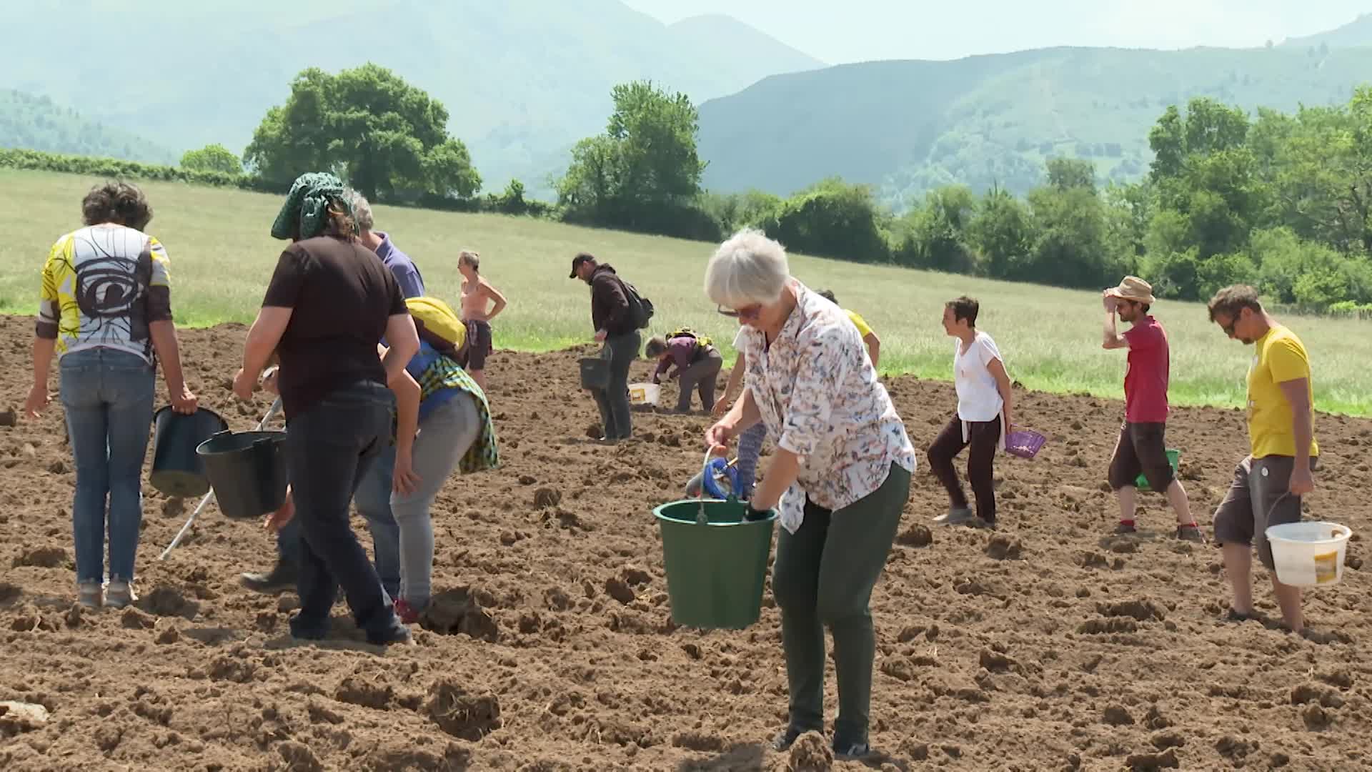 Marienia ez hunki, laborantza lehenetsiz