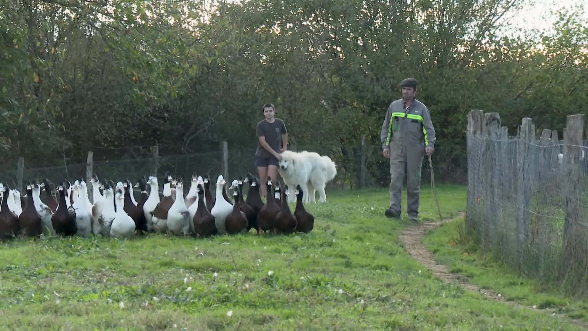 Xakurrak ahateak zaintzen